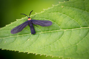 Grapeleaf Skeletonizer-grapeleaf-skeletonizer-moth Grapeleaf Skeletonizer-grapeleaf-skeletonizer-moth