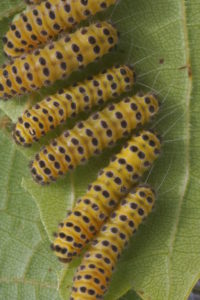 Grapeleaf Skeletonizer Moth-grapeleaf-skeletonizer-larvae Grapeleaf Skeletonizer Moth-grapeleaf-skeletonizer-larvae