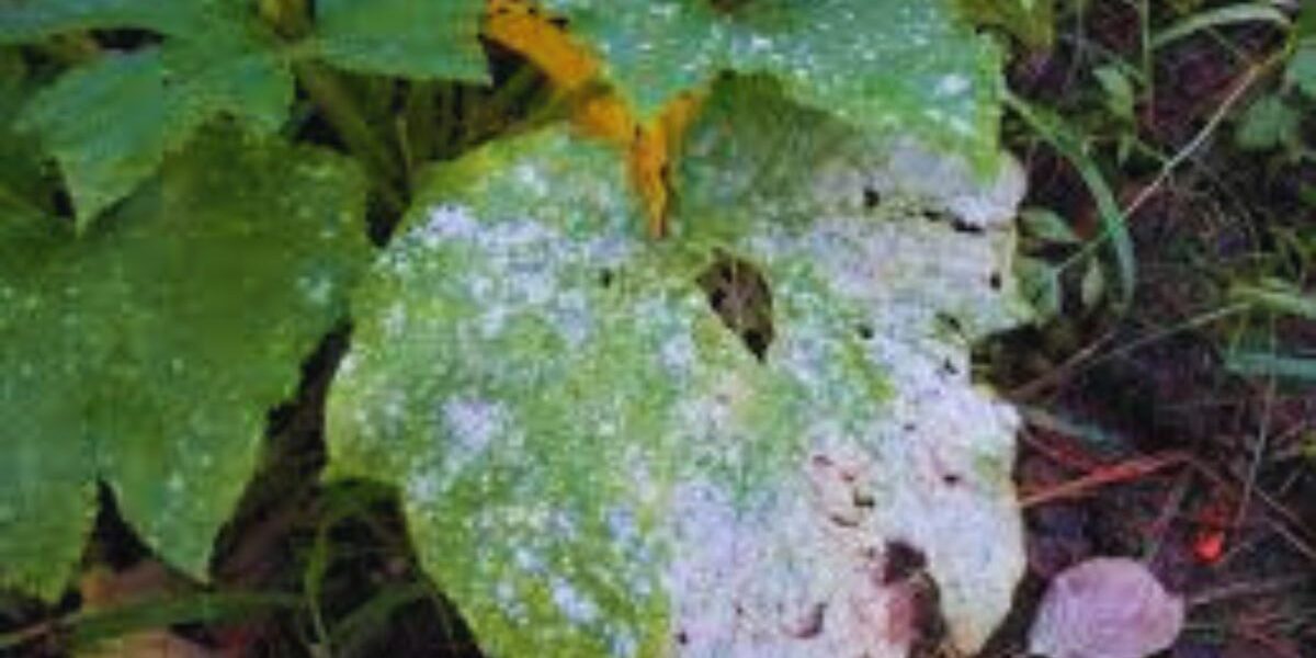 How To Treat Powdery Mildew-a-fungal-disease