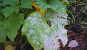 How To Treat Powdery Mildew-a-fungal-disease How To Treat Powdery Mildew-a-fungal-disease