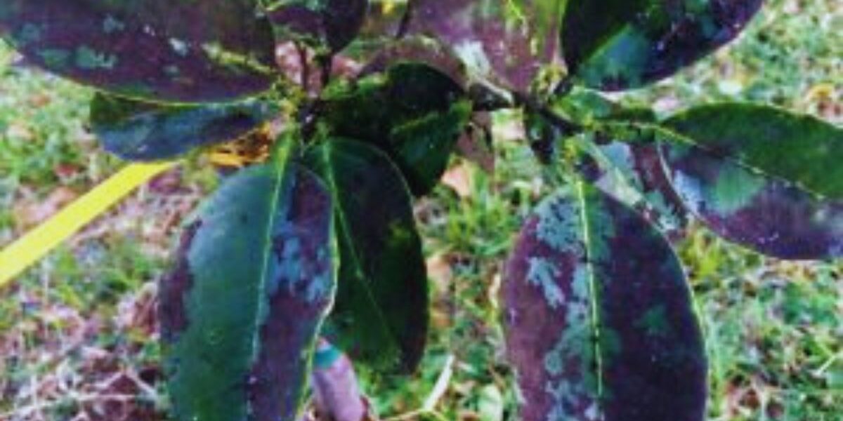 Sooty Mold