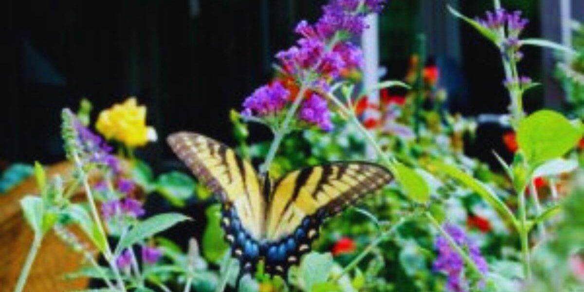 A butterfly resting