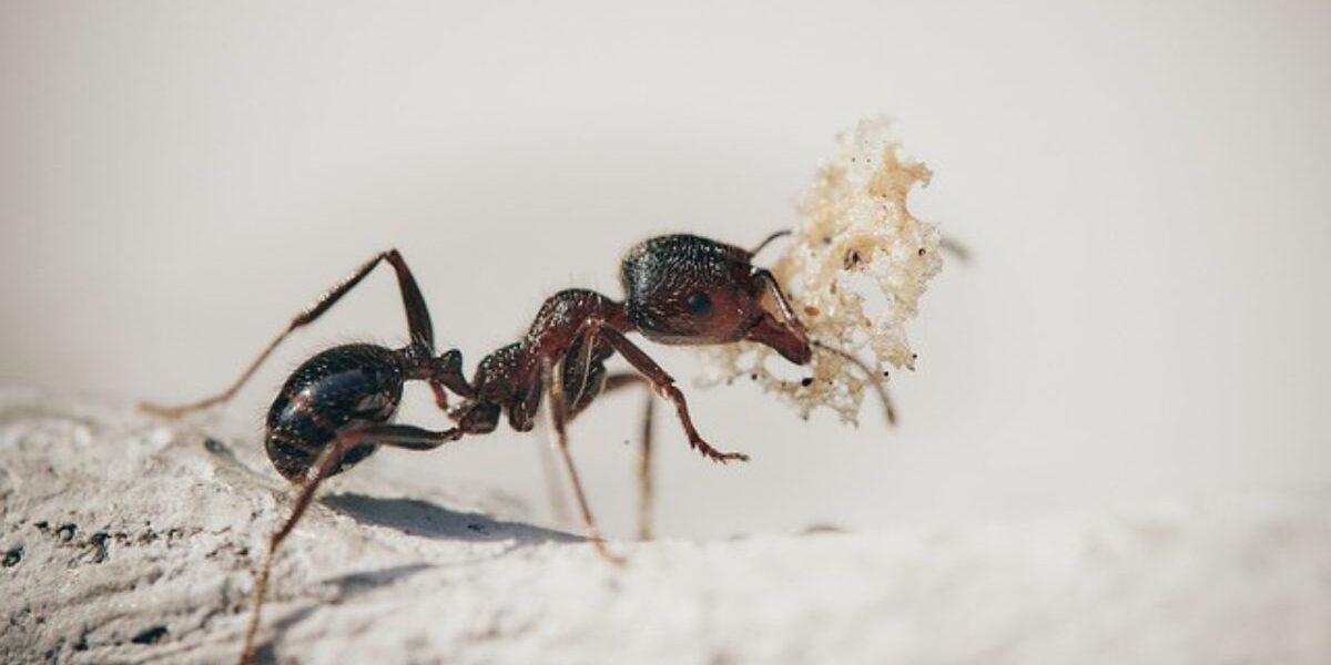 Ant insect