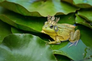 How To Get Rid Of Frogs-a-bull-frog How To Get Rid Of Frogs-a-bull-frog