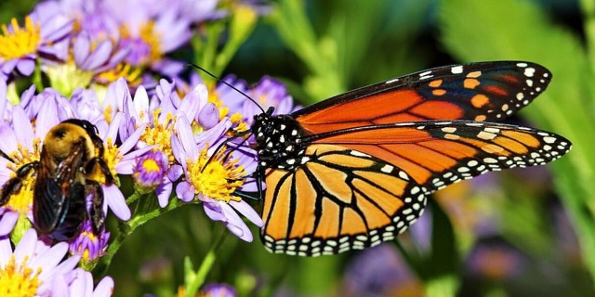 A butterfly and bee collecting nectar