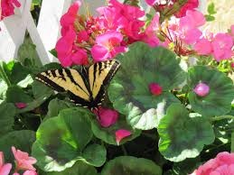 Gardening Without Pesticide-a-butterfly Gardening Without Pesticide-a-butterfly