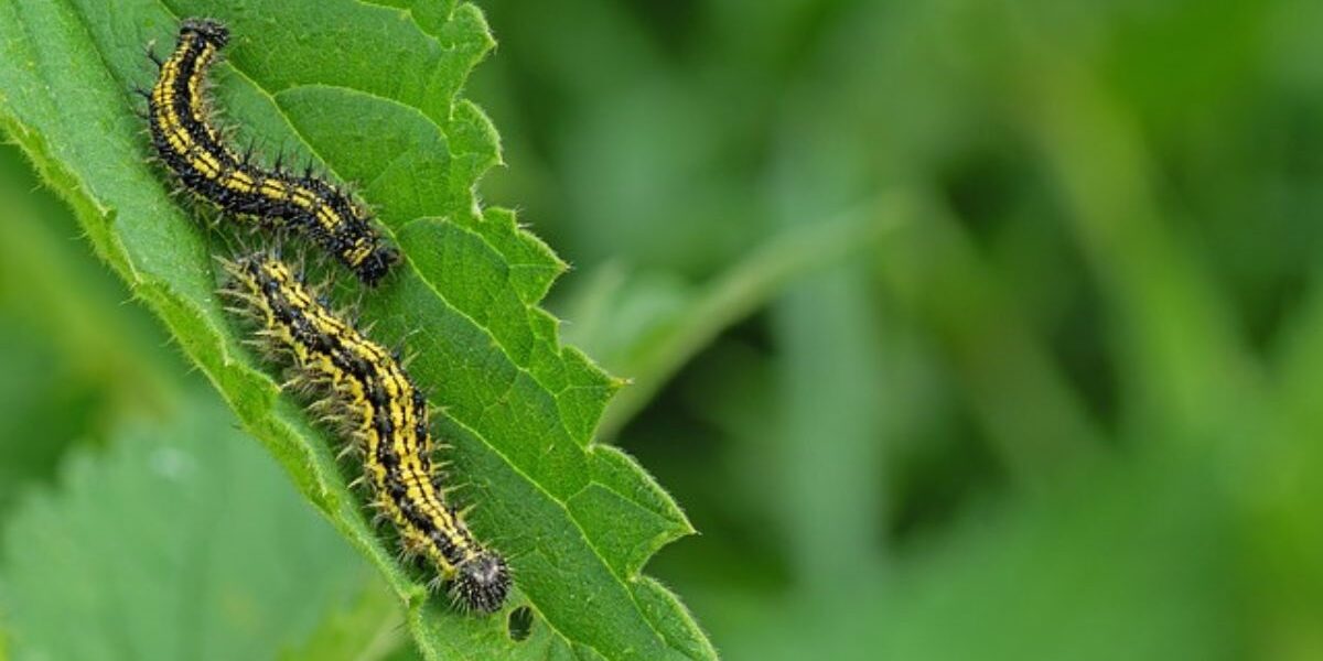 Cabbage worms