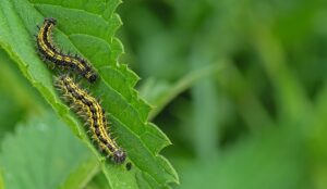 How To Get Rid Of Cabbage Worms-cabbage-worms-garden-insect-pests How To Get Rid Of Cabbage Worms-cabbage-worms-garden-insect-pests