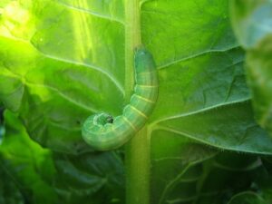 How To GeT Rid Of Cabbage Worms-a-cabbage-worm-garden-pest How To GeT Rid Of Cabbage Worms-a-cabbage-worm-garden-pest