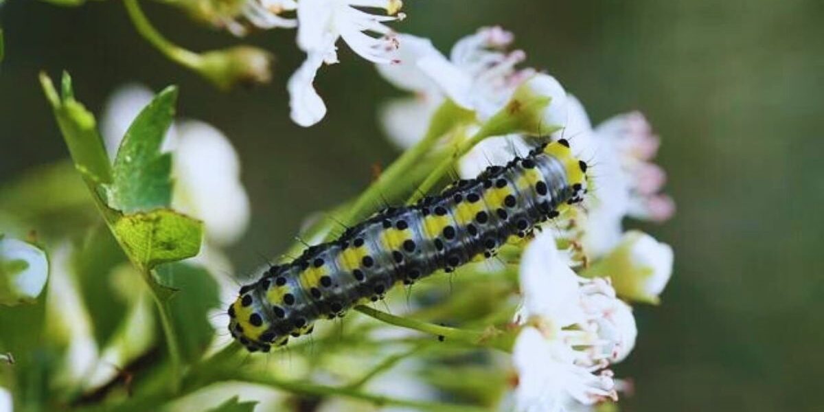 A caterpillar on garden plant