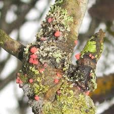 How To Use Plant Fungicide-fungus