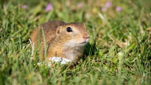 How To Get Rid Of Gopher Permanently-a-gopher How To Get Rid Of Gopher Permanently-a-gopher