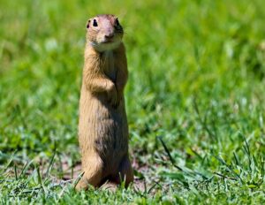 How To Get Rid Of Gophers Permanently-a-gopher How To Get Rid Of Gophers Permanently-a-gopher