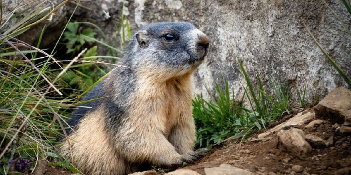 A gopher