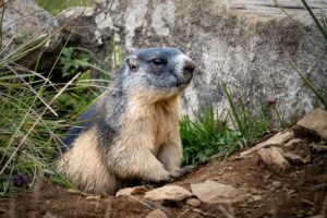 How To Keep Groundhogs Out Of Garden-a-groundhog How To Keep Groundhogs Out Of Garden-a-groundhog