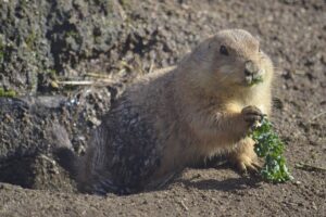 How To Keep Groundhogs Out Of Garden-a-groundhog