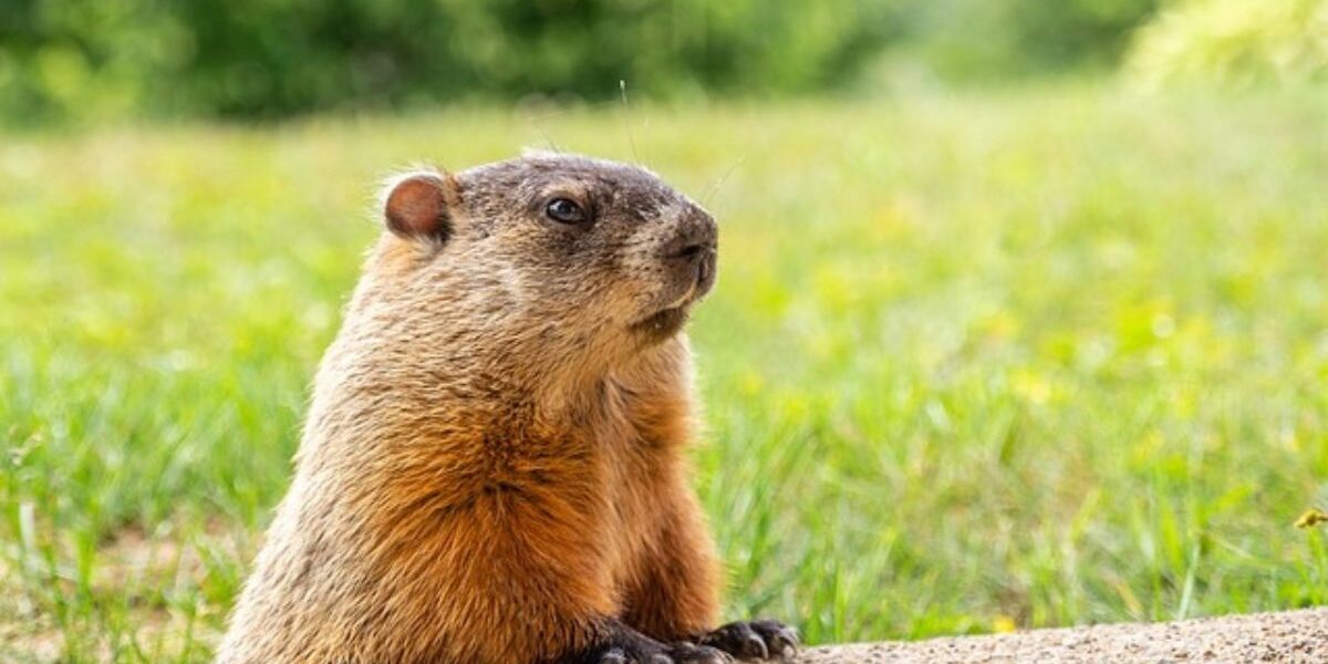 A groundhog
