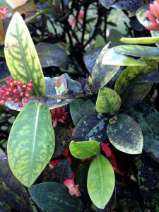 An ixora plant infected by sooty mold Controllling Sooty Mold-and-ixora-plant-infected-with-sooty-mold