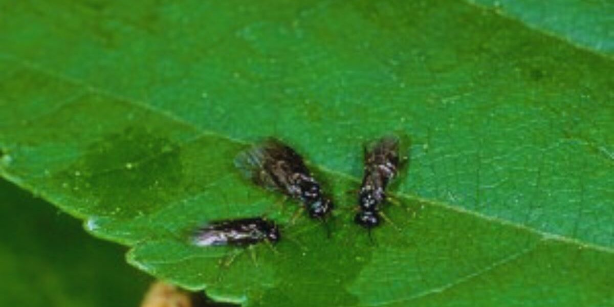 Leaf miners