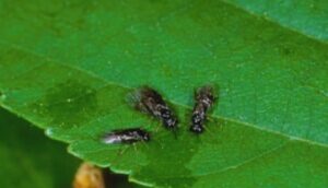 How To Identify Common Garden Pests-leaf miner-insect-pests