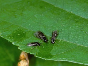 How To Get Rid Of Leaf Miners-leaf-miner-insects How To Get Rid Of Leaf Miners-leaf-miner-insects