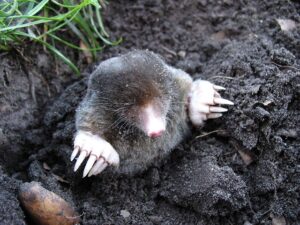 How To Get Rid Of Moles In The Garden-a-mole How To Get Rid Of Moles In The Garden-a-mole
