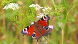 Beneficial Insects For gardens-a-peacock-butterfly Beneficial Insects For gardens-a-peacock-butterfly