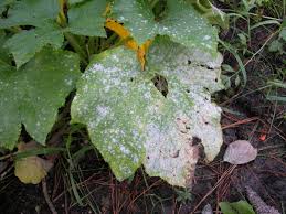 How To Use Plant Fungicide-powdery-mildew