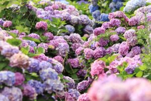 Organic Garden Pest Control-floweriing-plants Organic Garden Pest Control-floweriing-plants