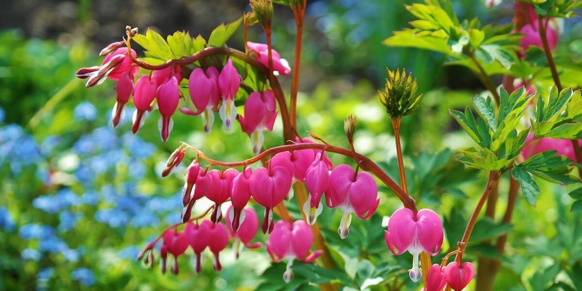 Organic Garden Pest Comtrol-flowering-plants