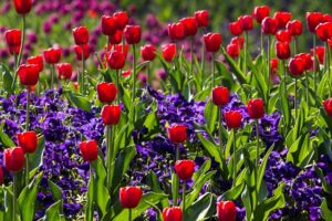 Organic Garden Pest Control-flowering-plants Organic Garden Pest Control-flowering-plants