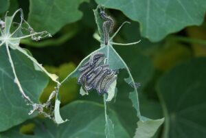 How Does Bacillus Thuringiensis-garden-insect-pests How Does Bacillus Thuringiensis-garden-insect-pests