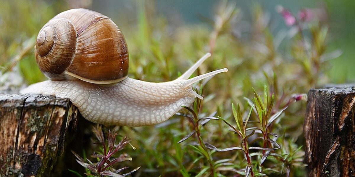 A garden snail