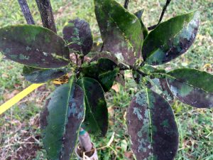 Controlling Sooty Mold-a-plant-infected -by-sooty-mold Controlling Sooty Mold-a-plant-infected -by-sooty-mold