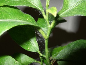 Miticides For Ornamental Plants-spider-m Miticides For Ornamental Plants-spider-mite-insect-pest