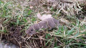 How To Get Rid Of Voles In Your Yard-a-vole-garden-pest How To Get Rid Of Voles In Your Yard-a-vole-garden-pest