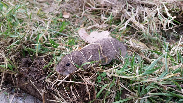 Vol Pest Control How To Get Rid Of Voles In Your Yard - ๐๐ฎ๐ ๐จ๐๐๐C๐จ๐ง๐ญ๐ซ๐จ๐ฅ