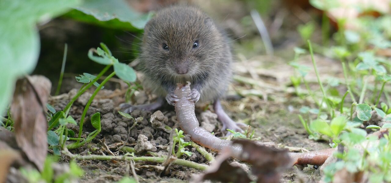 How To Get Rid of Voles In Your Yard-a-vole-garden-pest