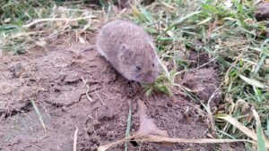 How To Get Rid Of Voles In Your Yard-a-vole-garden-pest How To Get Rid Of Voles In Your Yard-a-vole-garden-pest