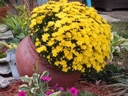 Gardening Without Pesticides-flowering-plants Gardening Without Pesticides-flowering-plants