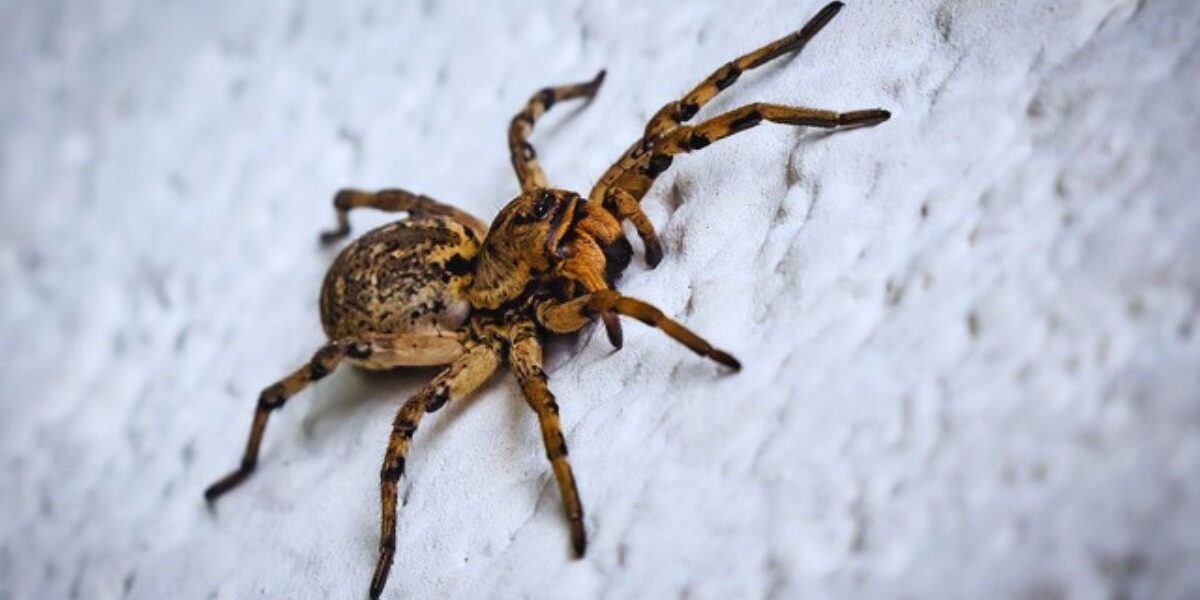 How to Get Rid of Bugs Indoorsa-spider-indoor-pests