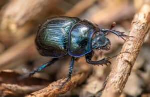 How To Control Pests-a-beetle How To Control Pests-a-beetle