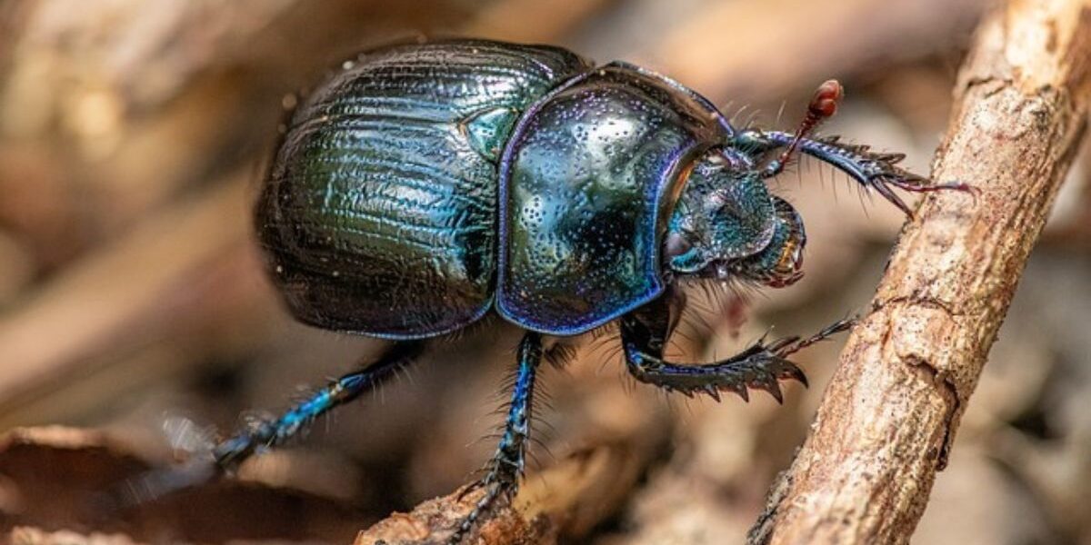 How To Control Pests-a-beetle