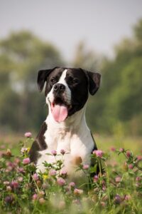 How To Keep Dogs Out Of Your Garden-a-dog How To Keep Dogs Out Of Your Garden-a-dog