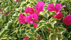 Bougainvillea Looper Caterpillar-a-bougainvillea-flowering-plant