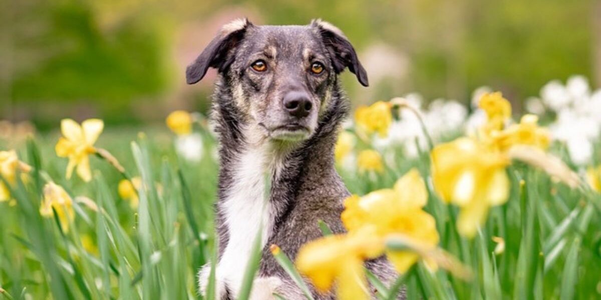 How To Keep Dogs out Of Your garden