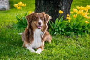 How To Keep Dogs out Of Your Garden-a-dog How To Keep Dogs out Of Your Garden-a-dog