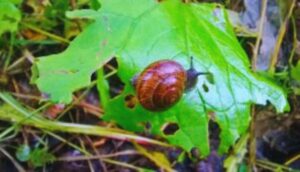 Common Garden Insect Pests And Their Control-garden-snail-pest