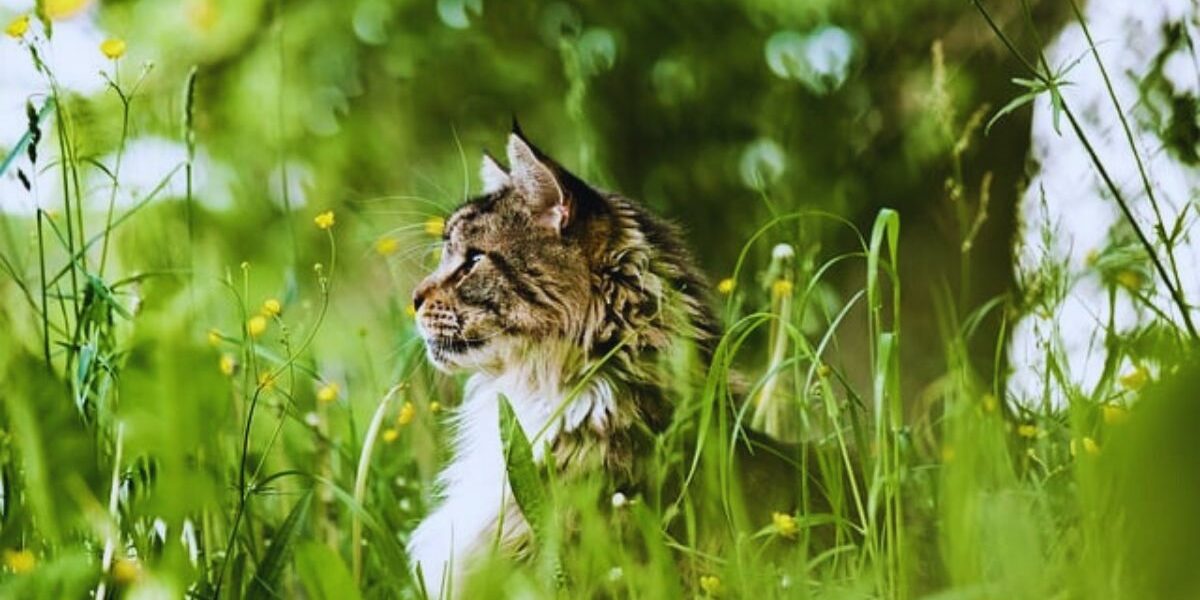 How To Keep Cats Out Of The Garden-a-cat