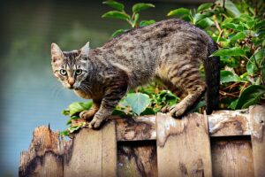 How To Keep Cats Out Of The Garden-a-cat How To Keep Cats Out Of The Garden-a-cat